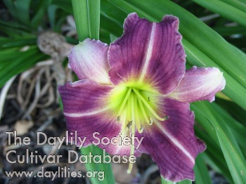 Daylily Inch Worm